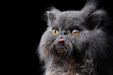 image of animal