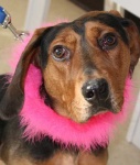 image of black_and_tan_coonhound