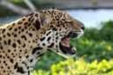 image of jaguar_car