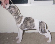 image of whippet #32