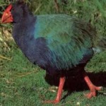 image of bird