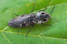 image of animal