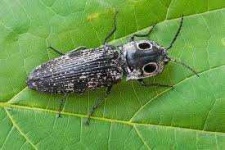 image of beetle #52