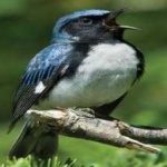 image of bird