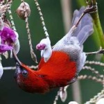 image of bird