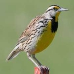 image of bird
