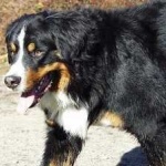 image of animal