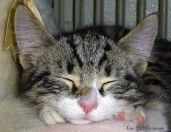 image of tabby