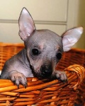image of mexican_hairless