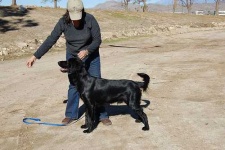 image of flat_coated_retriever