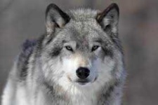 image of animal