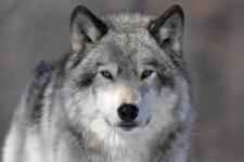 image of wolf #38