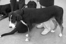 image of greater_swiss_mountain_dog