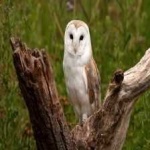 image of barn_owl #8