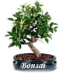 image of tree