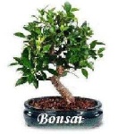 image of bonsai #5