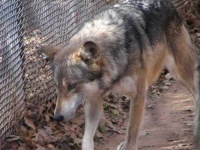 image of timber_wolf