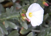 image of flower