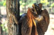 image of frilled_lizard