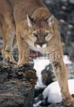image of jaguar_car