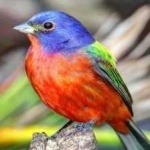 image of bird