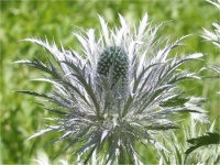 image of alpine_sea_holly #24