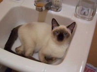 image of siamese #8