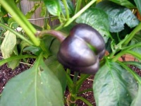 image of bell_pepper #13