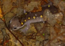 image of spotted_salamander