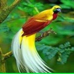 image of bird