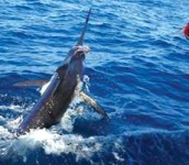 image of gar