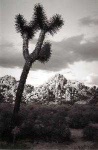 image of joshua_tree