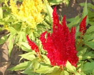 image of flower