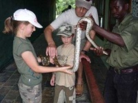 image of rock_python