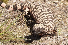 image of gila_monster