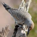 image of bird