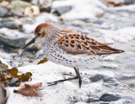 image of animal