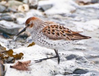 image of sandpiper #37