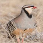 image of bird