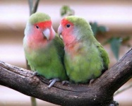 image of lovebird