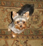 image of yorkshire_terrier #30