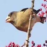 image of bird