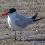 image of bird