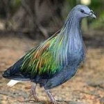 image of bird