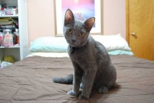 image of russian_blue #27