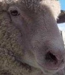 image of animal