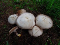 image of mushrooms