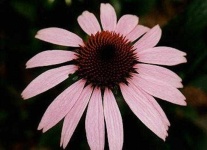 image of flower