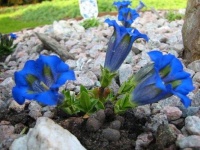image of flower