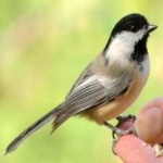 image of bird